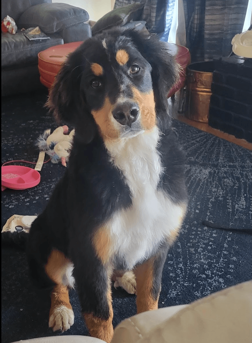 Lulu