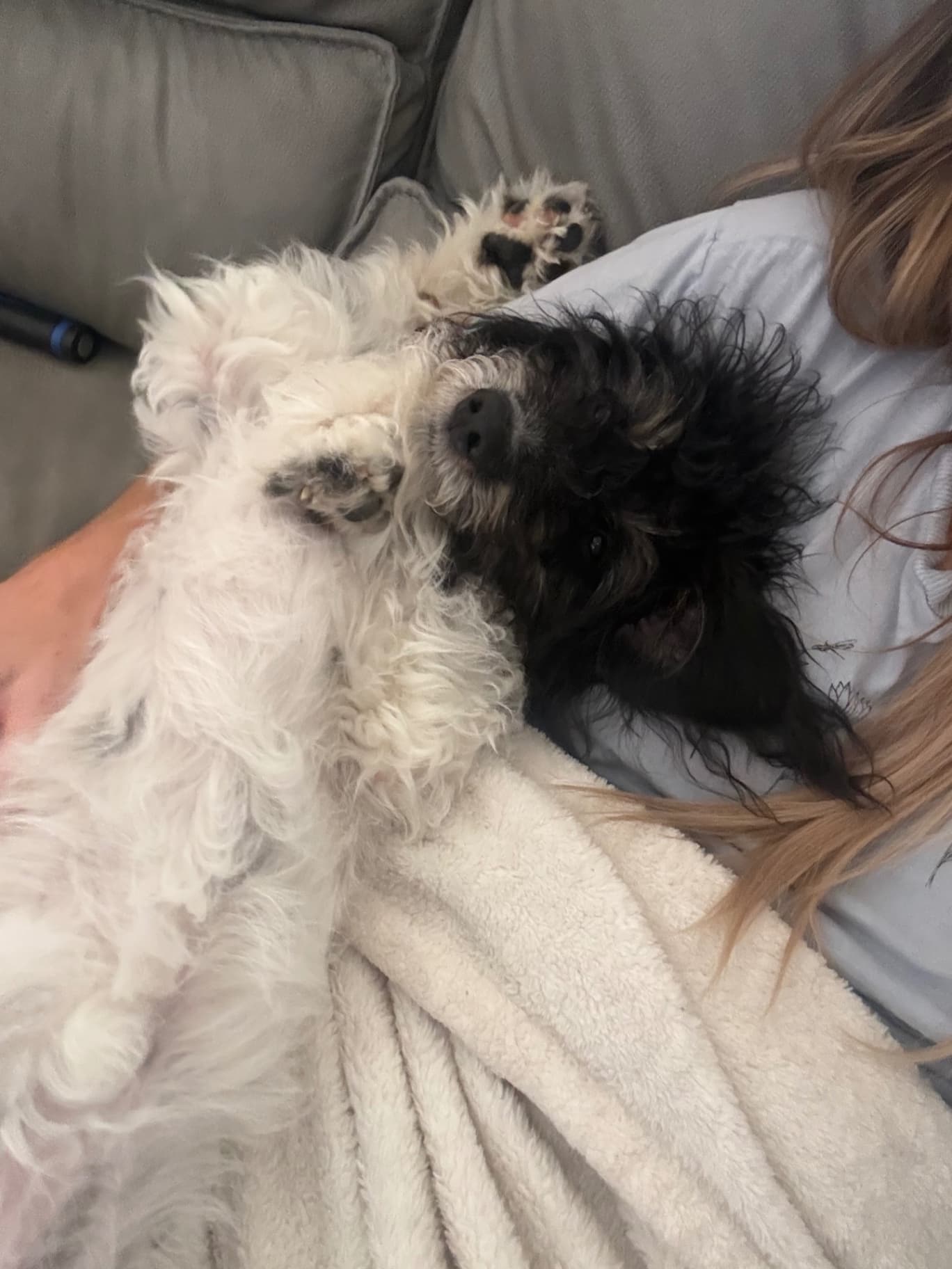 Dottie